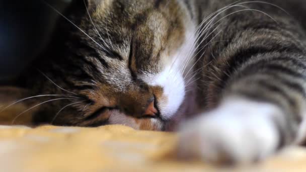 Gato en la casa — Vídeo de stock