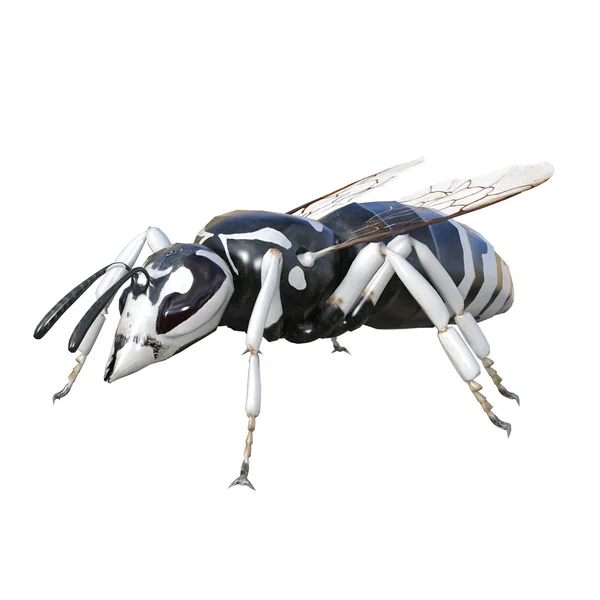 Eşek arısı — Stok fotoğraf