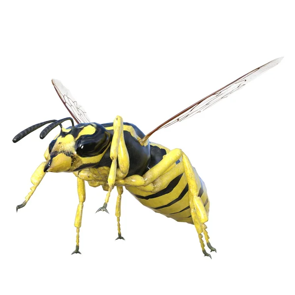 Eşek arısı — Stok fotoğraf