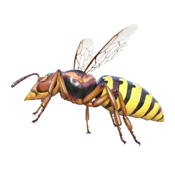 Hornet — Stock Photo, Image