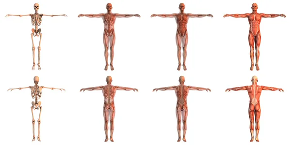 Человеческое тело — стоковое фото