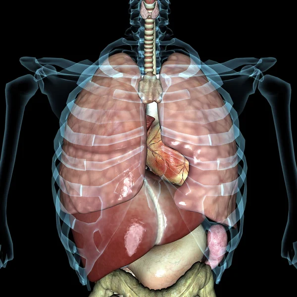 Human Organs In The Bpody From A Back View / Human Organs Diagram Back