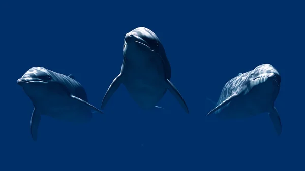 Δελφίνια — Φωτογραφία Αρχείου