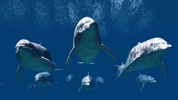Δελφίνια — Φωτογραφία Αρχείου