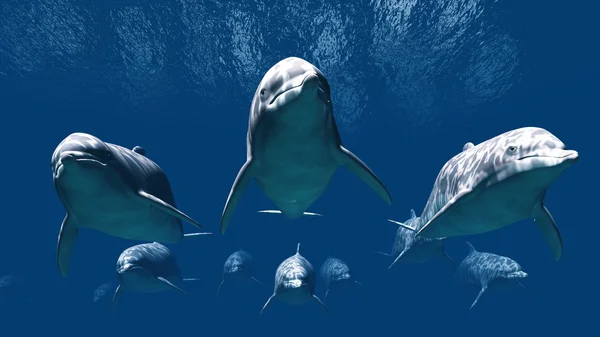 Delfines — Foto de Stock