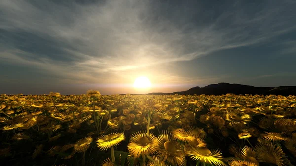 Sonnenblumenfeld — Stockfoto