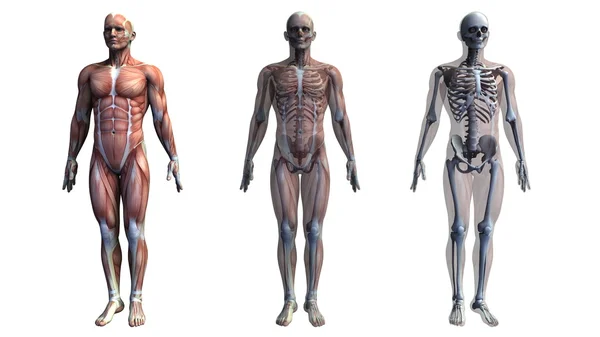 Menselijk lichaam — Stockfoto