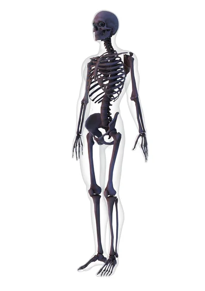 Ciało ludzkie — Zdjęcie stockowe