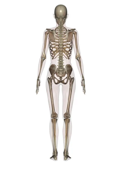 Human body — Stock Photo, Image