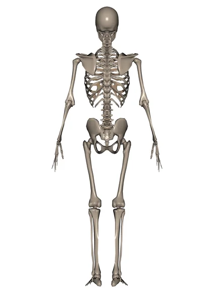 Lidské tělo — Stock fotografie
