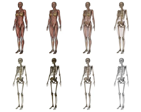 Lidské tělo — Stock fotografie
