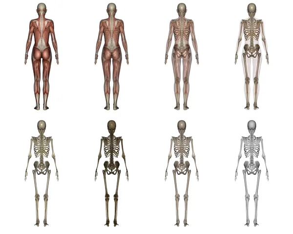 Cuerpo humano — Foto de Stock