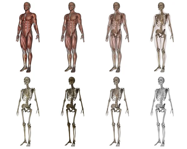Menschlicher Körper — Stockfoto