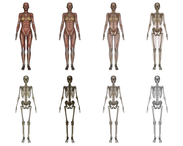 Human body — Stock Photo, Image