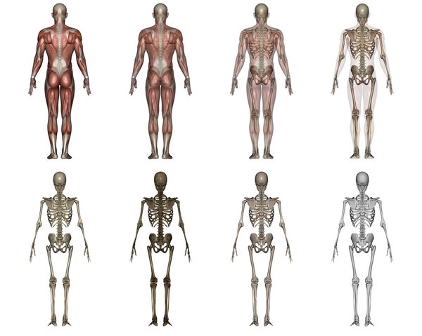 Человеческое тело