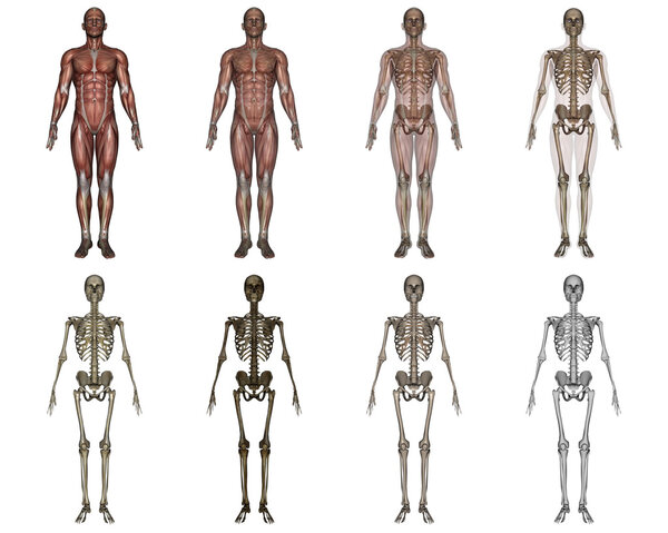 Человеческое тело