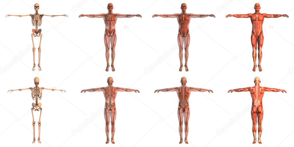 human body