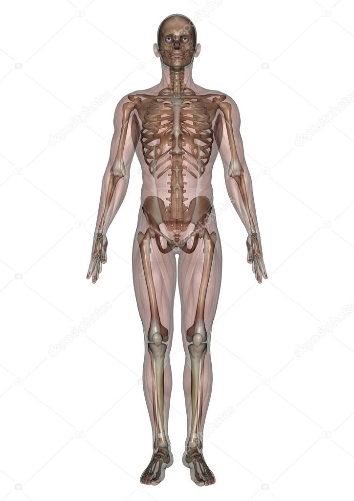 human body