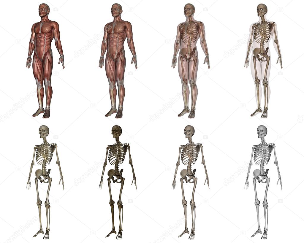 human body