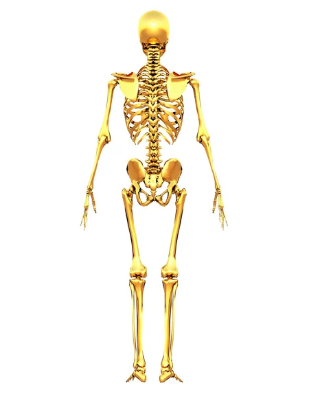 Skeleton — Stock Photo, Image