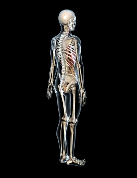 Menschlicher Körper — Stockfoto