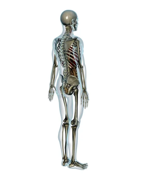 Cuerpo humano — Foto de Stock