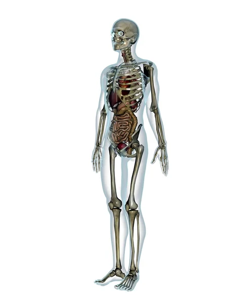 Cuerpo humano — Foto de Stock