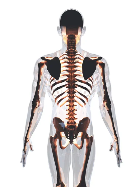 İnsan Vücudu — Stok fotoğraf