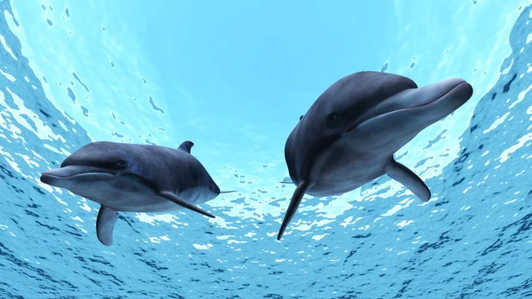 Delfines — Foto de Stock