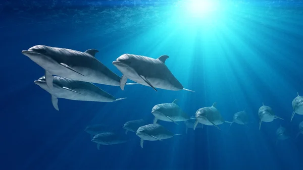 Dolphins — Stock Photo, Image