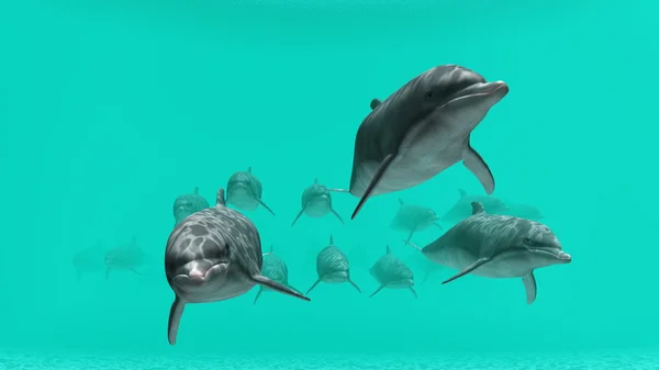 Delfines — Foto de Stock