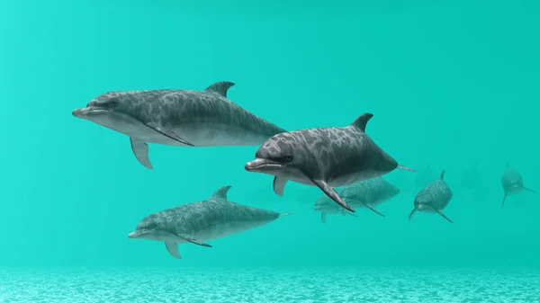 Dolphins — Stock Photo, Image