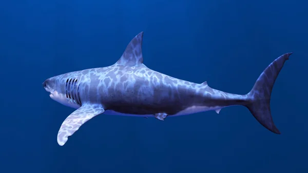 Tubarão — Fotografia de Stock