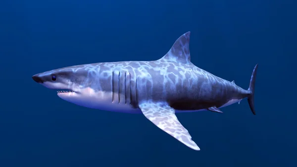 Shark — Stock Photo, Image