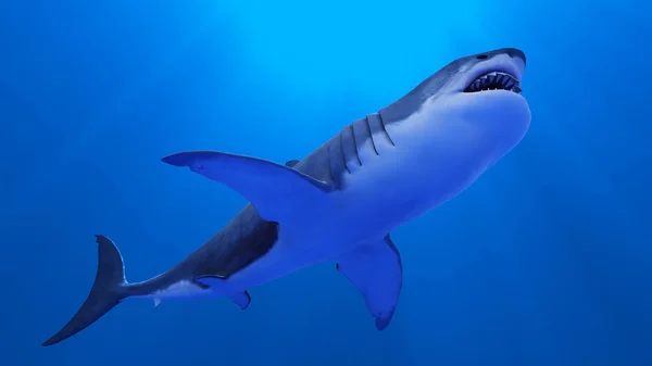 Shark — Stock Photo, Image