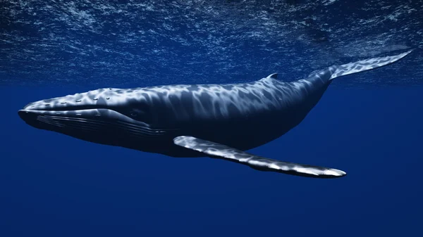 Whale — Stock Photo, Image