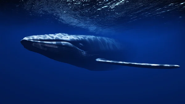 Whale — Stock Photo, Image