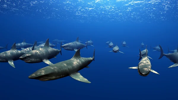 Sharks — Stock Photo, Image