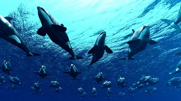Gyilkos bálna — Stock Fotó