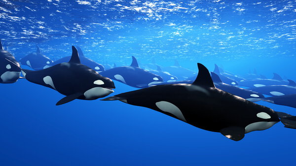 killer whale