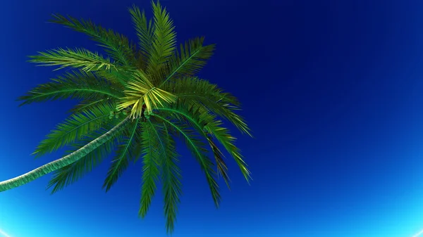 Пальма — стоковое фото