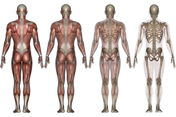 Человеческое тело