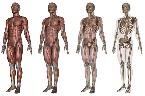 Человеческое тело