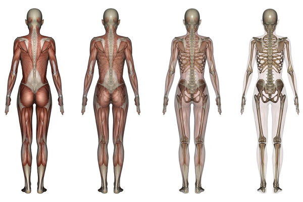 Человеческое тело