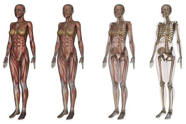 Menselijk lichaam — Stockfoto