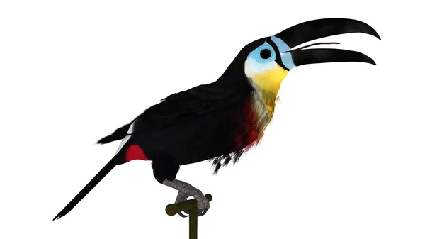 Ｔoucans — Stock Photo, Image