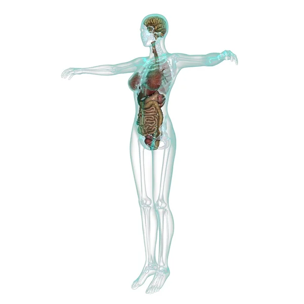 Human body — Stock Photo, Image