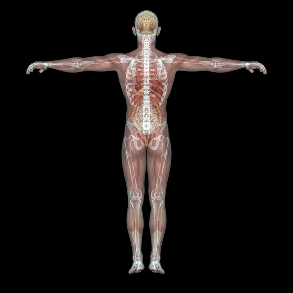 Human body — Stock Photo, Image