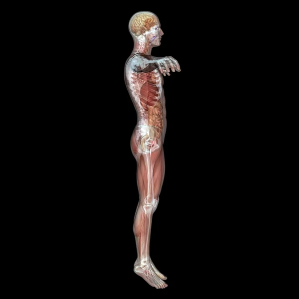 Human body — Stock Photo, Image