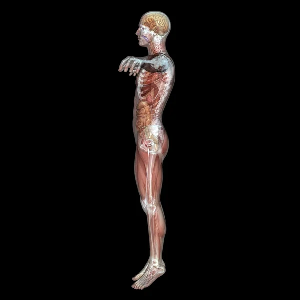 Cuerpo humano — Foto de Stock